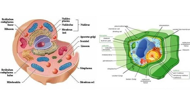 Salah Satu Perbedaan Sel Hewan Dan Sel Tumbuhan Yang Benar Adalah
