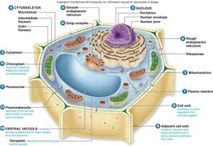 sel tumbuhan dan sel hewan