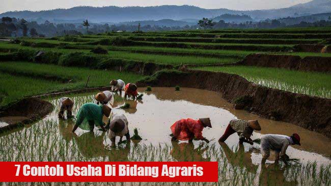 7 Contoh Usaha Di Bidang Agraris