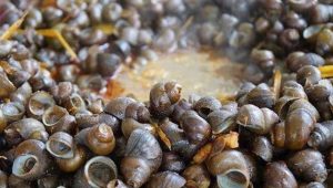 Manfaat Dari Keong Sawah