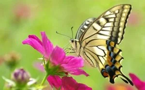 apa itu simbiosis mutualisme