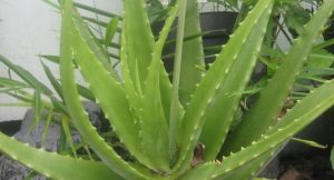 Tumbuhan Yang Bisa Menghilangkan Jerawat Dengan Cepat