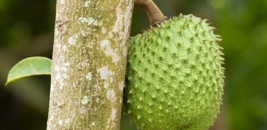 25 Manfaat Buah Sirsak Untuk Kolesterol dan Kesehatan Simak Penjelasannya! 1 Manfaat Buah Sirsak Untuk Kolesterol