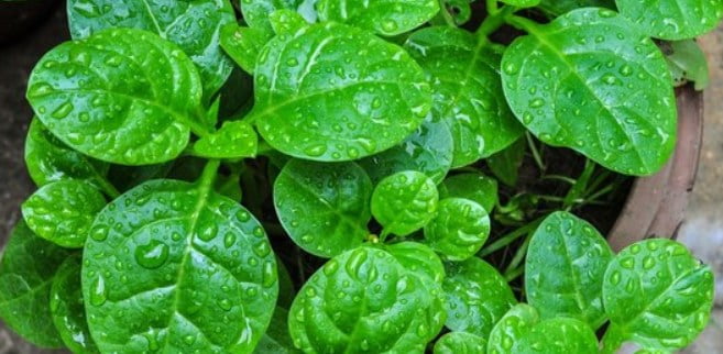 12 Jenis Tumbuhan Yang Bisa Menghilangkan Jerawat Dengan Cepat Terbukti!