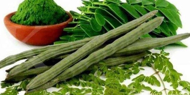 Manfaat Rebusan Air Daun Kelor