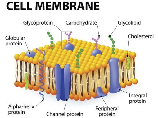 Fungsi Dari Membran Plasma