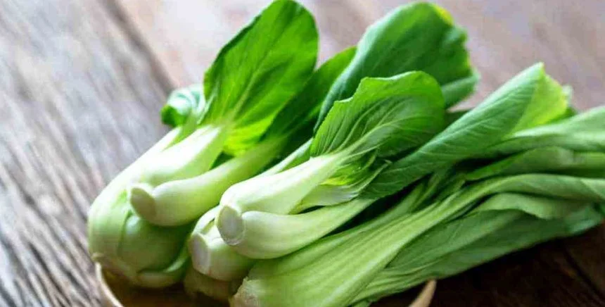15 Manfaat Sayuran Sawi Untuk Kesehatan Yang Wajib Kamu Ketahui! 1 Manfaat Sayuran Sawi Untuk Kesehatan