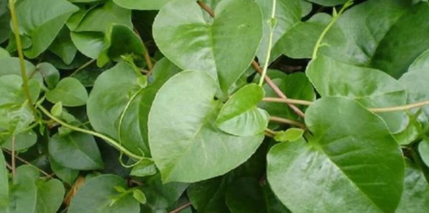 Manfaat Daun Binahong Untuk Kesehatan