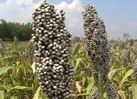 10 Manfaat Akar Sorgum Untuk Kesehatan Simak Penjelasannya! 1 Manfaat Akar Sorgum Untuk Kesehatan