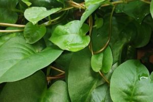 Manfaat Daun Binahong Untuk Kesehatan