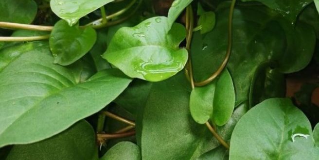 Manfaat Daun Binahong Untuk Kesehatan
