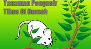 Tanaman Pengusir Tikus