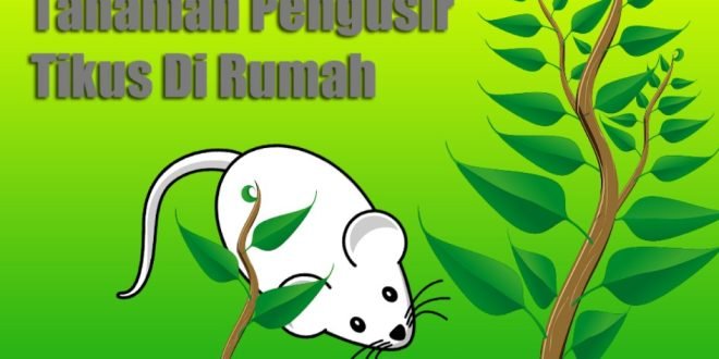 Tanaman Pengusir Tikus