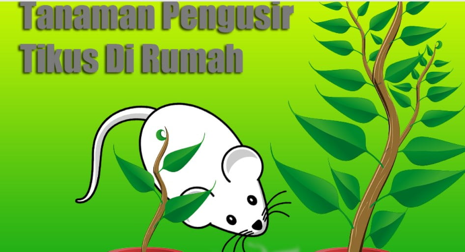 Tanaman Pengusir Tikus