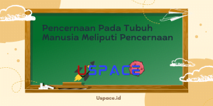 Pencernaan Pada Tubuh Manusia Meliputi Pencernaan