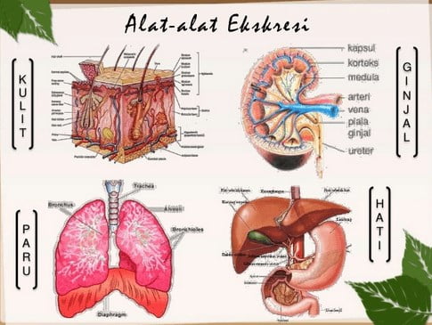 Berikut ini yang Tidak Termasuk Alat Ekskresi