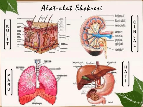 Berikut ini yang Tidak Termasuk Alat Ekskresi Adalah 1 Berikut ini yang Tidak Termasuk Alat Ekskresi