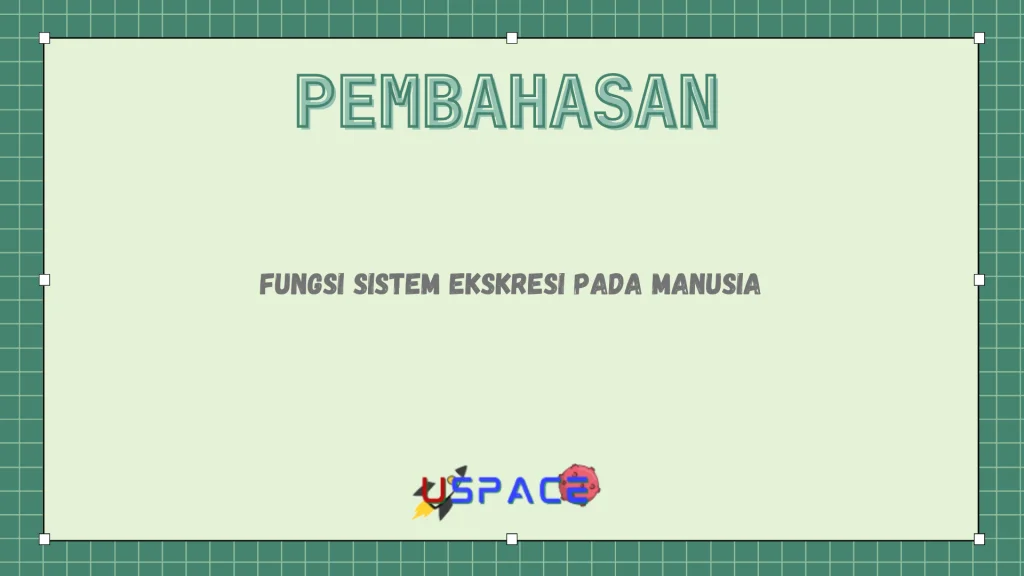 Fungsi Sistem Ekskresi Pada Manusia