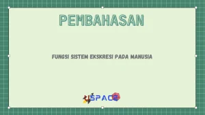 Fungsi Sistem Ekskresi Pada Manusia 1 Fungsi Sistem Ekskresi Pada Manusia