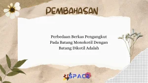 Perbedaan Berkas Pengangkut Pada Batang Monokotil Dengan Batang Dikotil Adalah 1 Perbedaan Berkas Pengangkut Pada Batang Monokotil Dengan Batang Dikotil Adalah