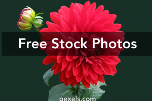 5 Cara Mengganti Background Foto di HP Tanpa Aplikasi Dengan Mudah 6 Photos For Free