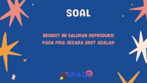 Berikut ini Saluran Reproduksi Pada Pria Secara Urut adalah 1 Saluran Reproduksi Pada Pria Secara Urut