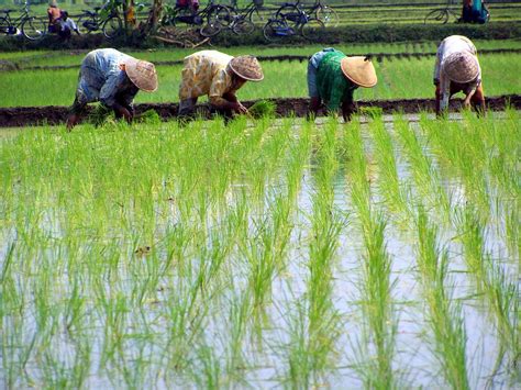 Tuliskan Contoh Potensi Agraris Dan Maritim Di Indonesia 1 wapt image post 3099