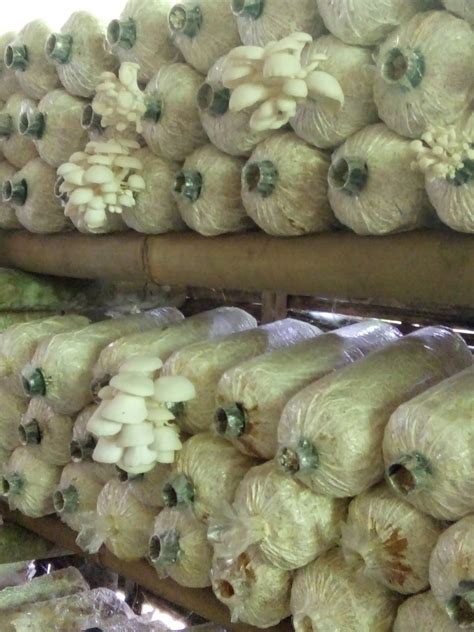 Pengolahan Jamur Tiram Sering Dimodifikasi Menjadi Bahan Makanan Pengganti 1 wapt image post 3128