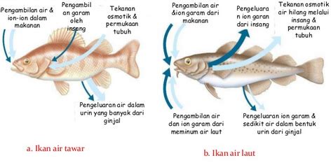 Proses Adaptasi Ikan Terhadap Lingkungan Disebut 1 wapt image post 3305