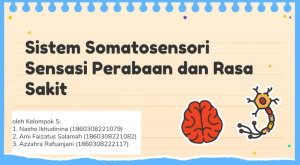 Apa Itu Sistem Somatosensori Apa Itu Sistem Somatosensori