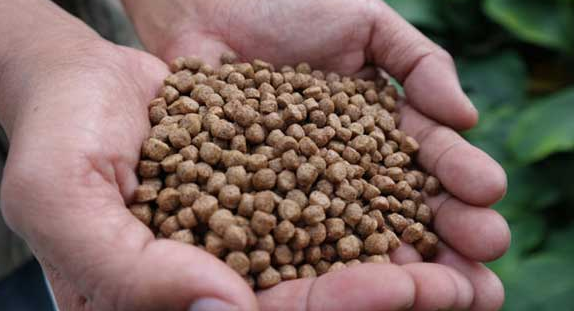 Apa Saja Bahan Pembuat Pelet Ikan 1 Bahan Pembuat Pelet Ikan