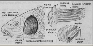 Organ Pernapasan Ikan