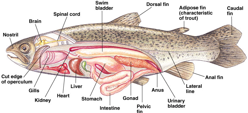 Organ Pernapasan Ikan
