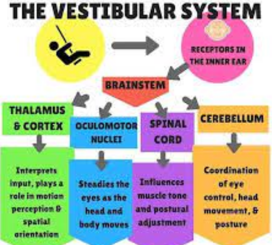 Peran Penting Sistem Vestibular