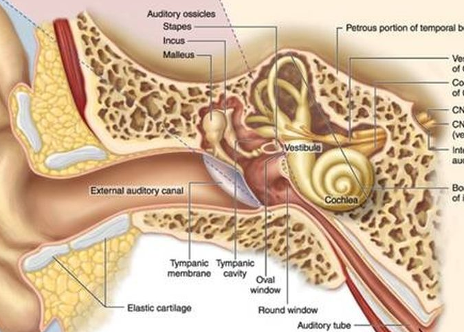 Peran Penting Sistem Vestibular