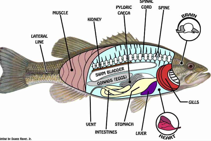 Sistem Pencernaan Ikan