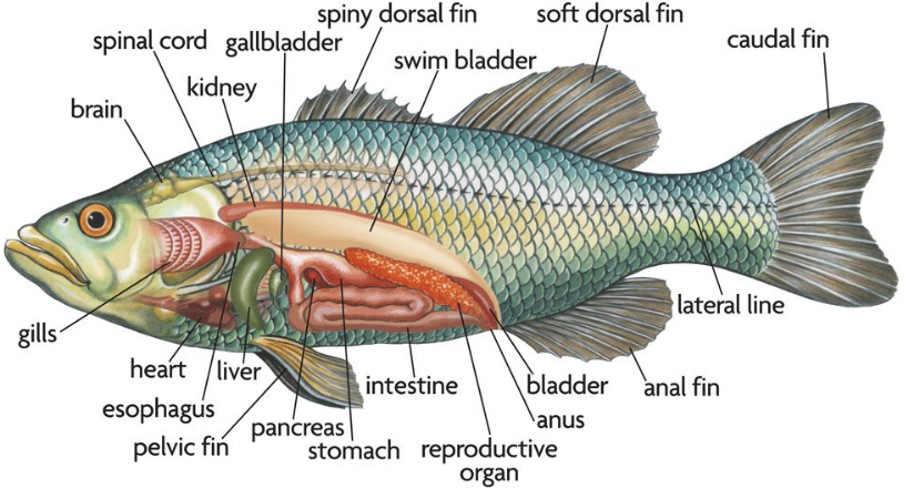 Sistem Pencernaan Ikan