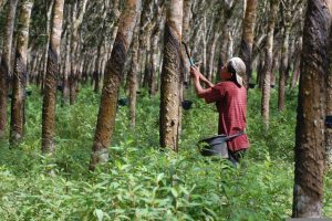 Sumber Daya Alam Yg Dapat Diperbaharui