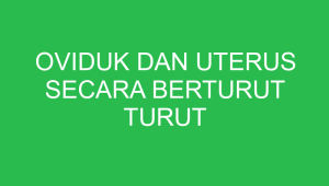 oviduk dan uterus secara berturut turut ditunjukkan oleh nomor 32812