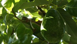 Manfaat Daun Alpukat