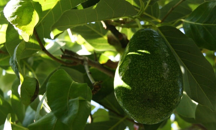 Manfaat Daun Alpukat